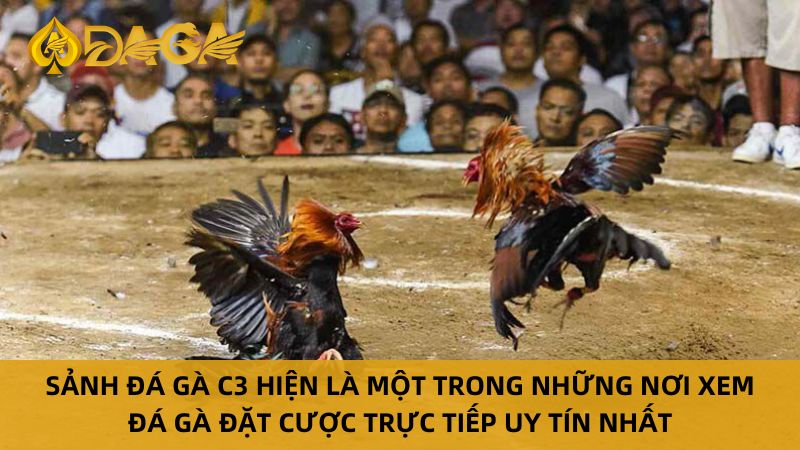 Xem Đá Gà Trực Tiếp C3 Đỉnh Cao Tại Nhà Cái Daga 5 Sảnh đá gà trực tiếp C3